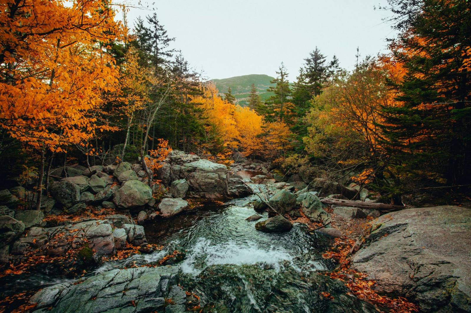 A rocky mountain stream with riffling water running through a New England forest